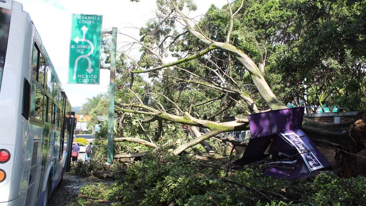 Arbol Cuernavaca