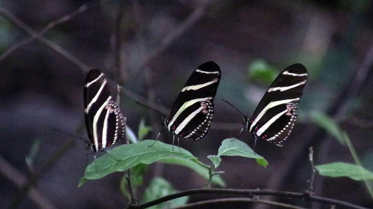 9 Heliconius charitonia vazquezae_yautepec