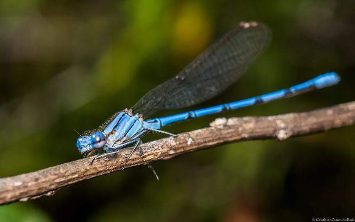 ANIMALIA-1