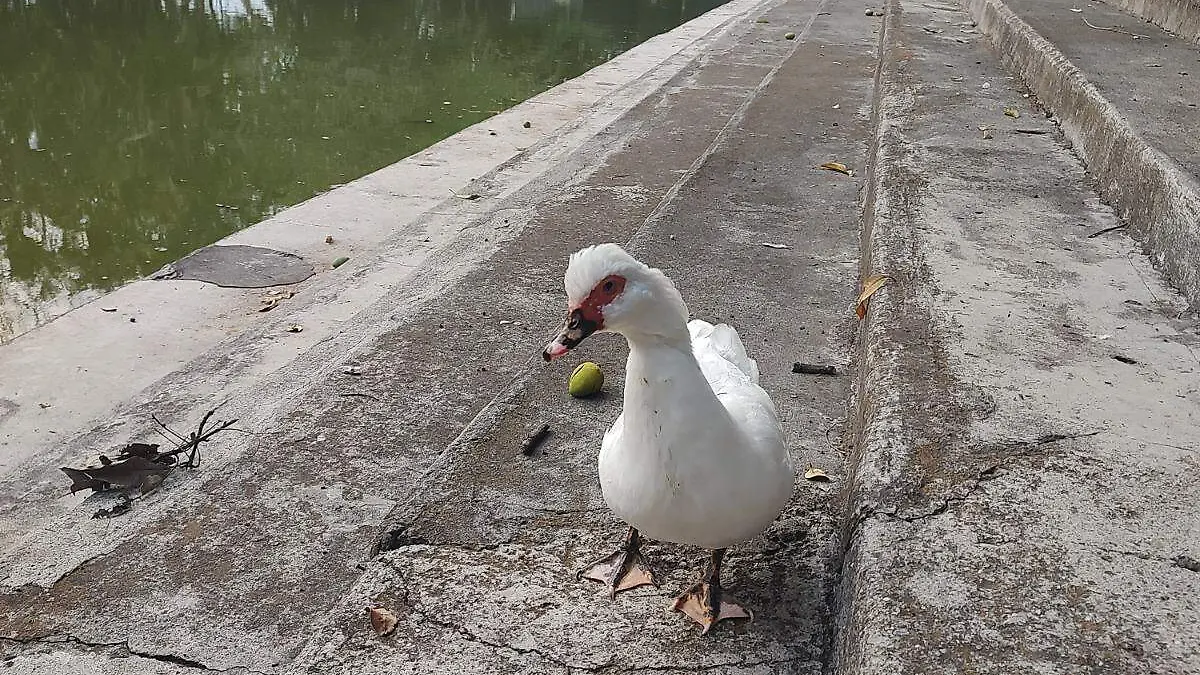 patos-jardin-borda-maritza (1)