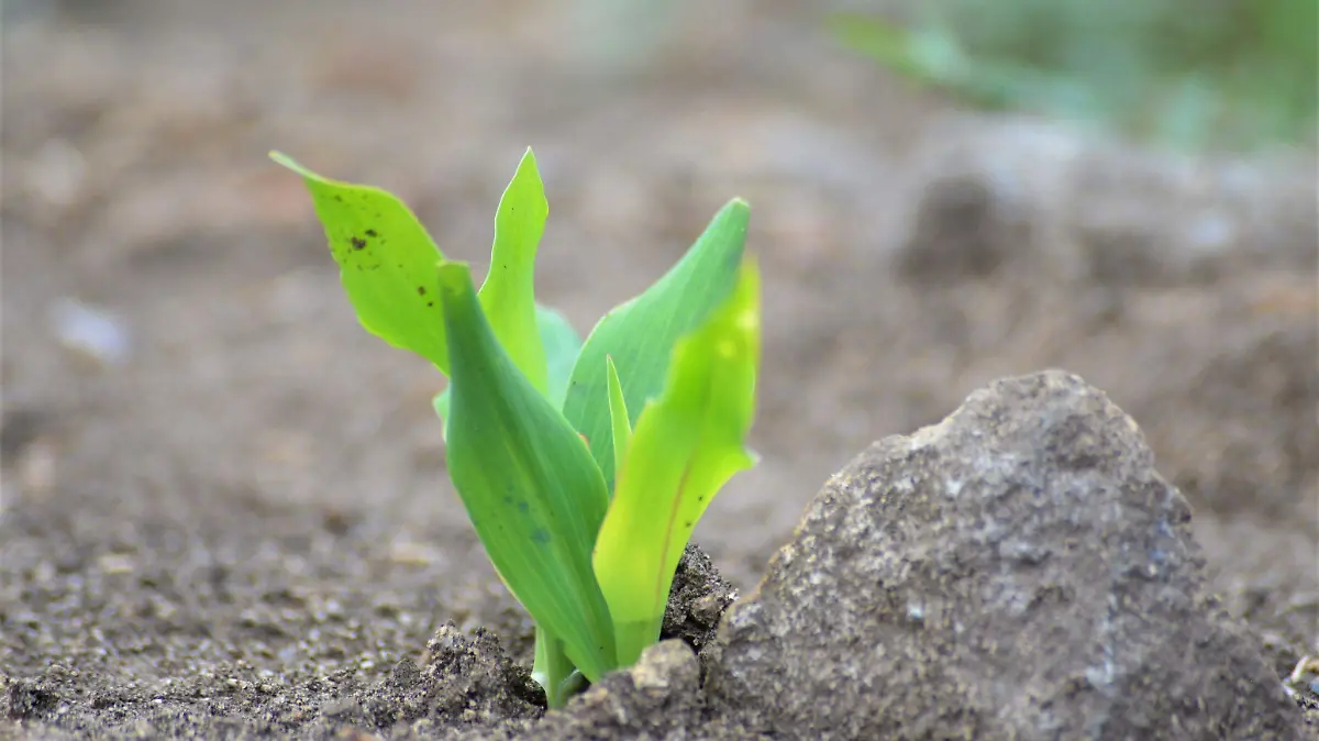 El suelo como recurso natural