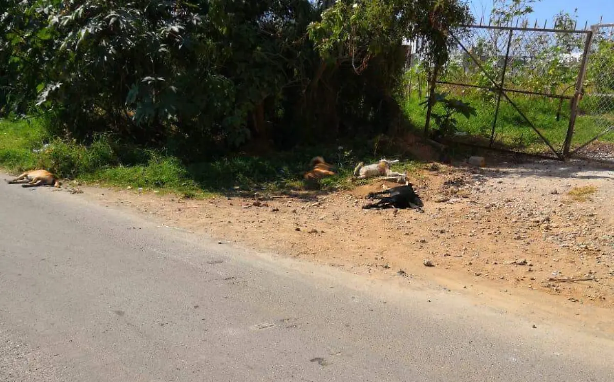 Perros muertos en Ocotepec (1)