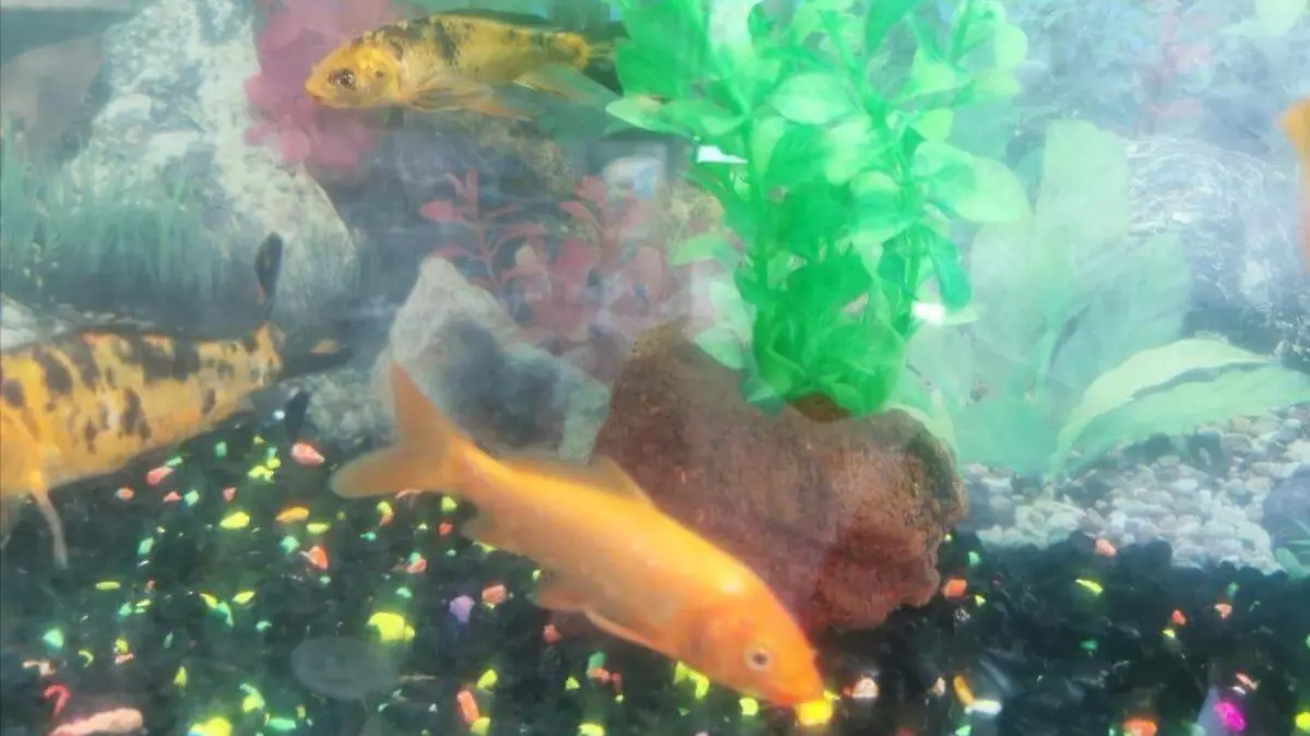 peces-ornato-rosaura (1)