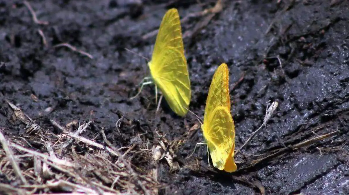 8 Phoebis agarithe agarithe2