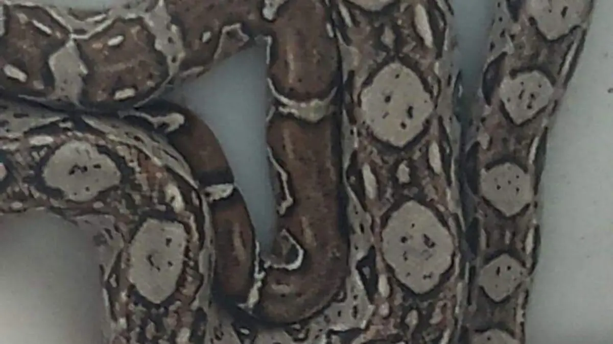 Boa