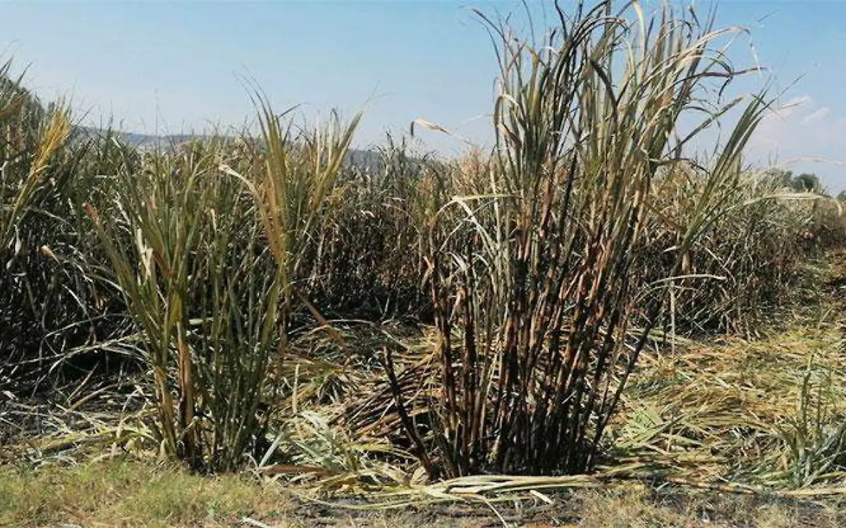 crsisis-cañera-en-morelos-3