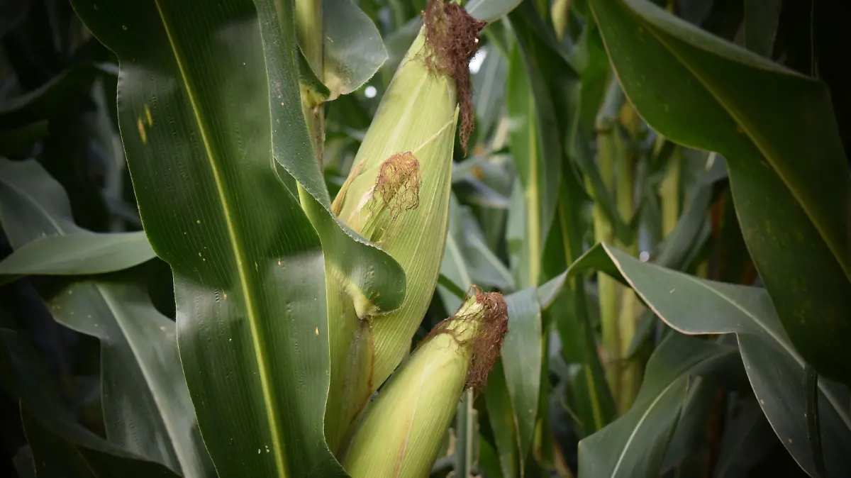 El suelo como recurso natural