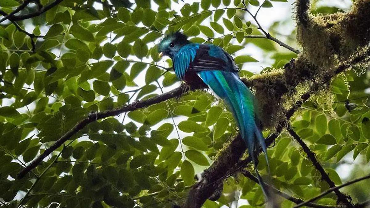 Quetzal