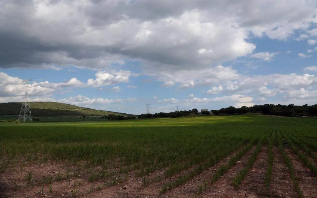 Anenecuilco_Sembrado_Sorgo_2 (1)