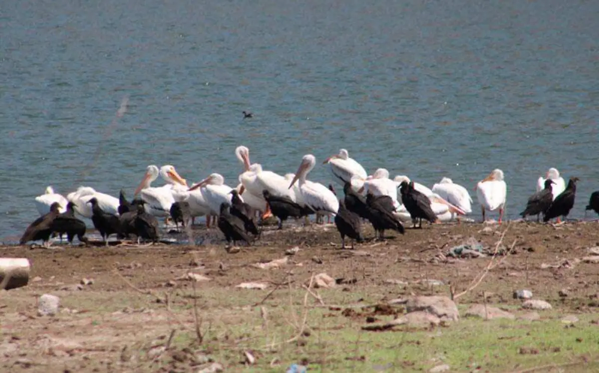 ANIMALIA-1