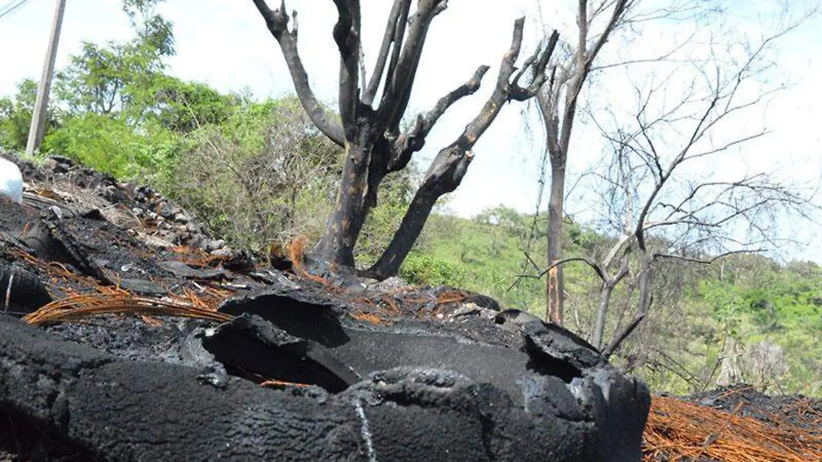 devastación-y-deforestación-por-ampliación-carretera