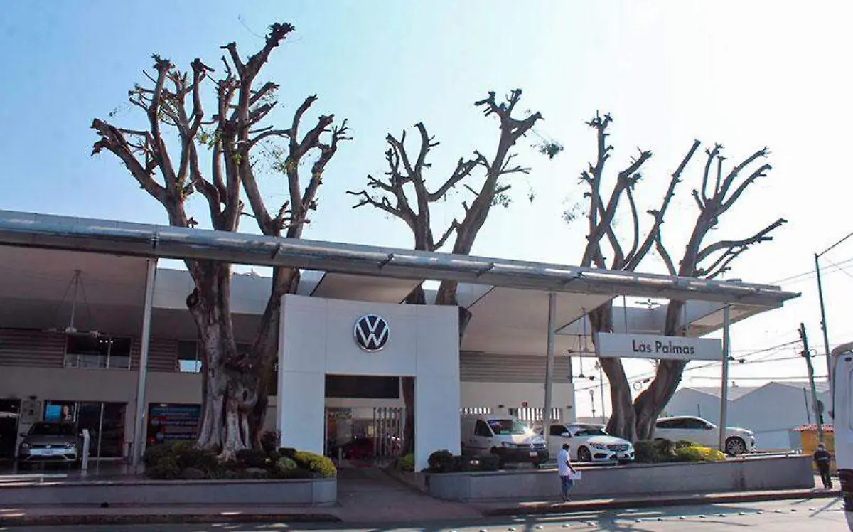 tala-de-arboles-sin-permiso-cuernavaca