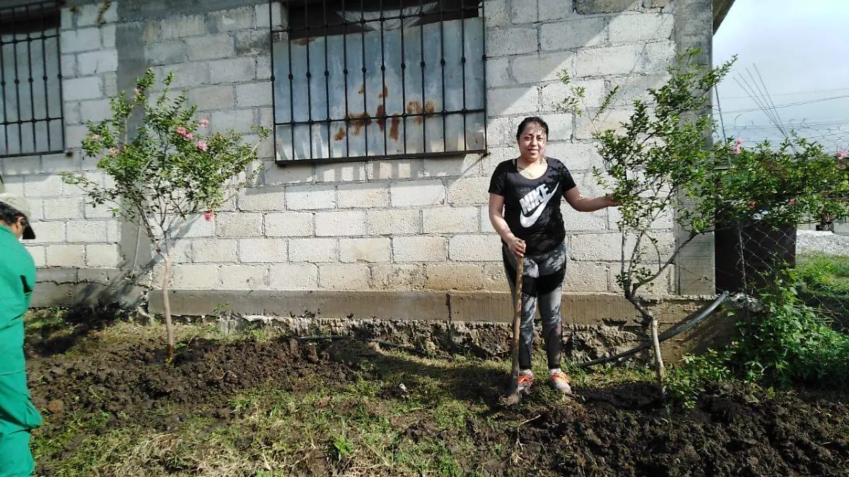 arboles--frutales-ayuntamiento