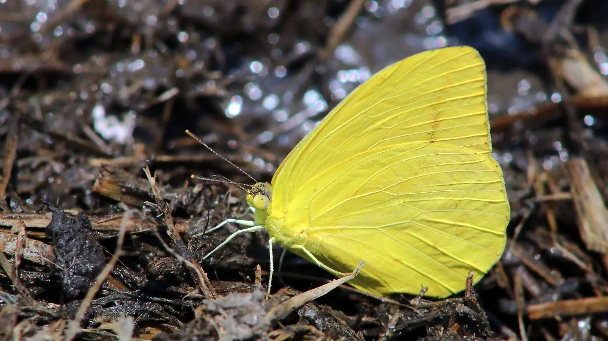 2 Phoebis sennae marcellina