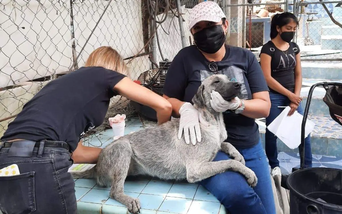 Perros-rescate-animal