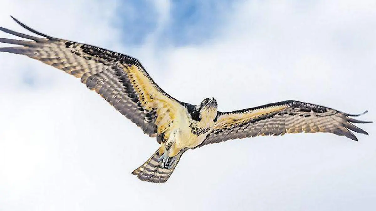La esperanza de vida media de un águila pescadora es de veinte a veinticinco años