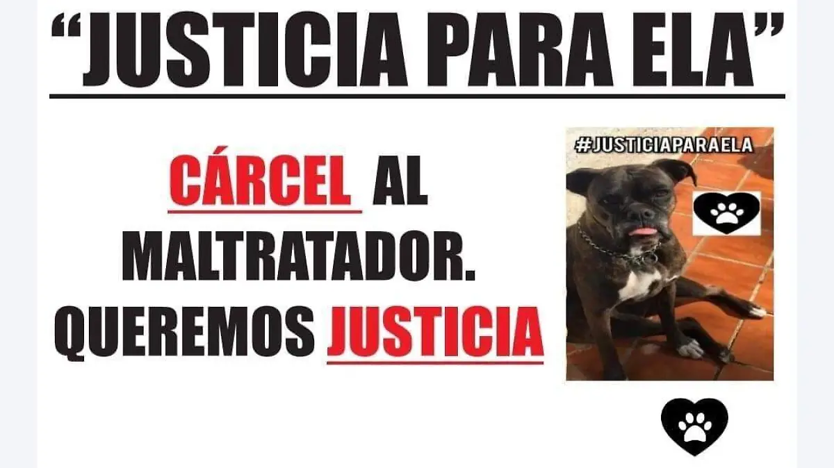 perrita-ela-maltrato-animal