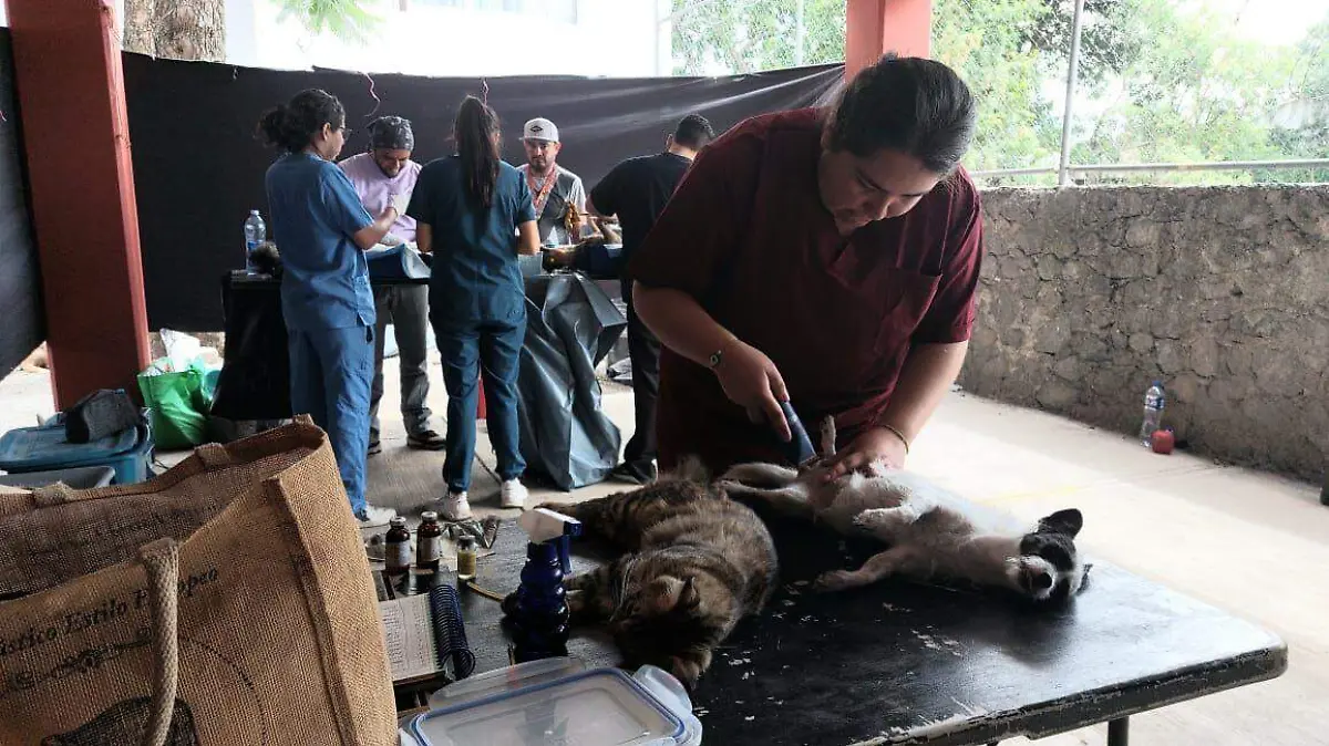 perros-gatos-jiutepec