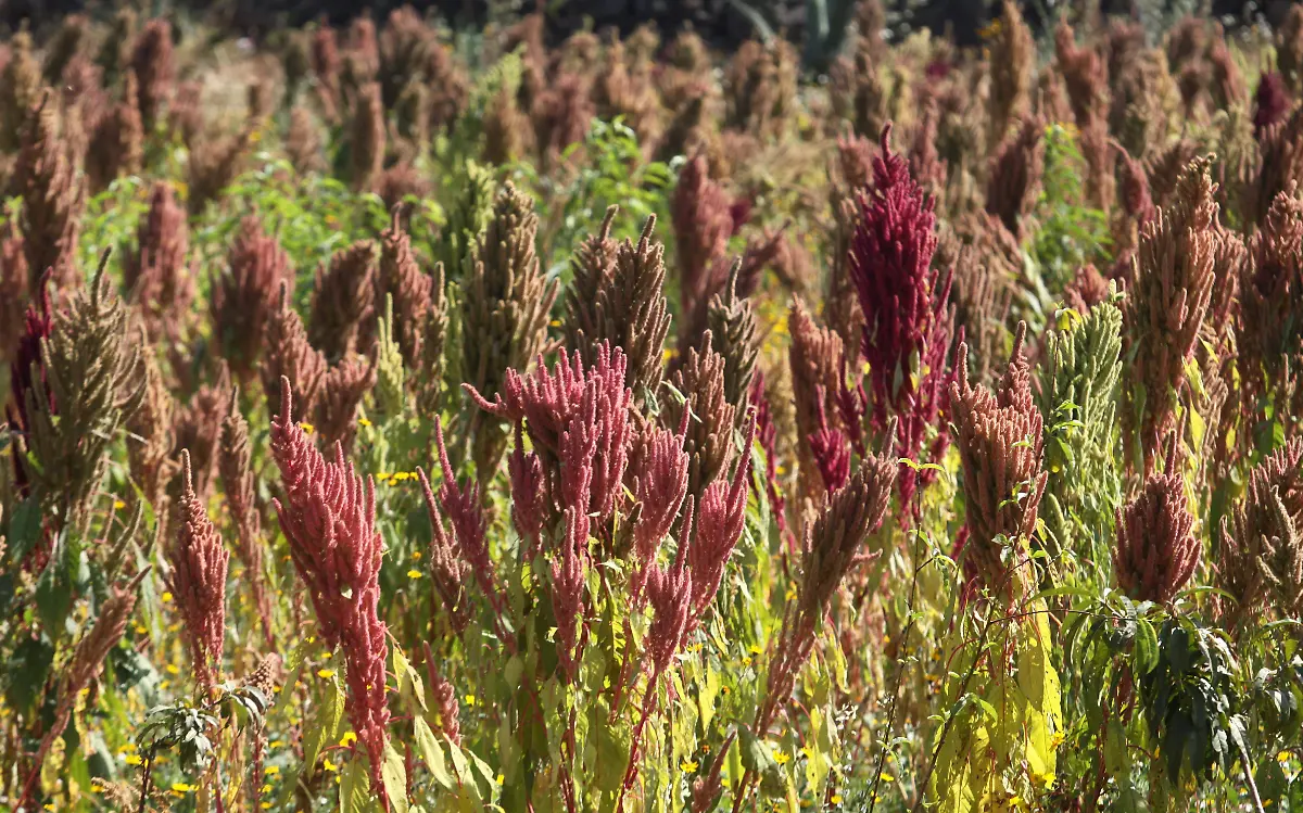 El amaranto contiene grandes valores nutrimentales; sin embargo, de acuerdo con productores, son desperdiciados Fotos Cuartoscuro