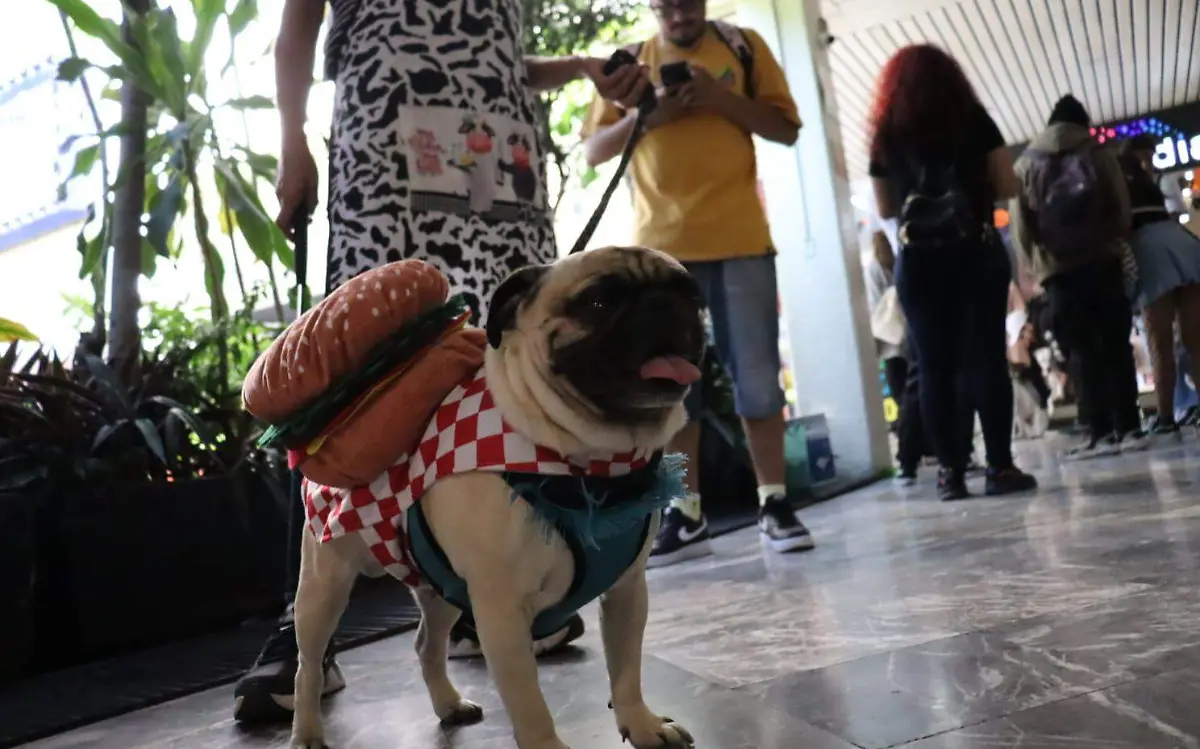 desfile-perros-cuernavaca-pug