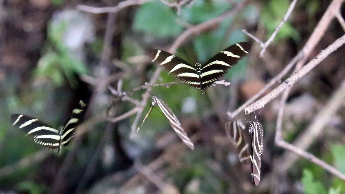 5 Cebras de alar largas_Heliconius charitonia vazquezae_selva baja caducifolia