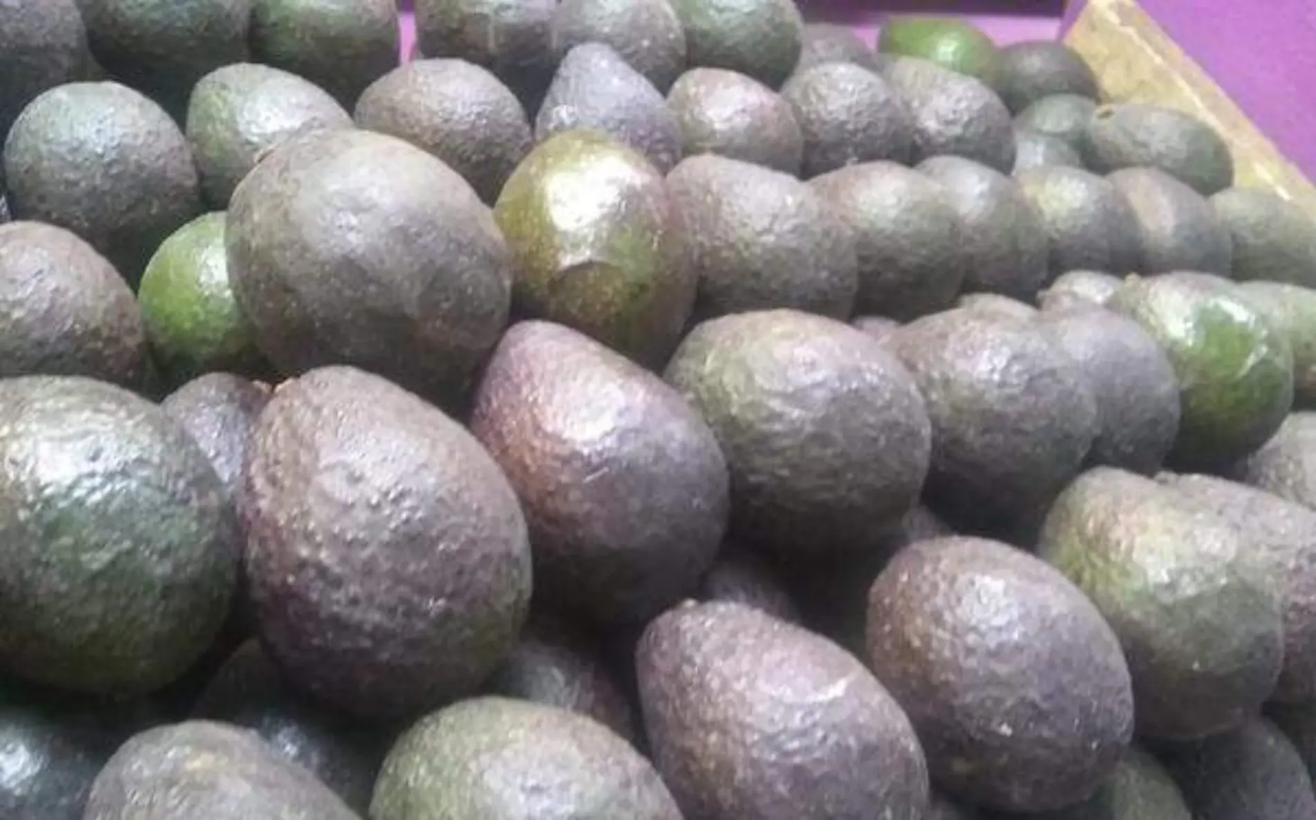 Aguacate