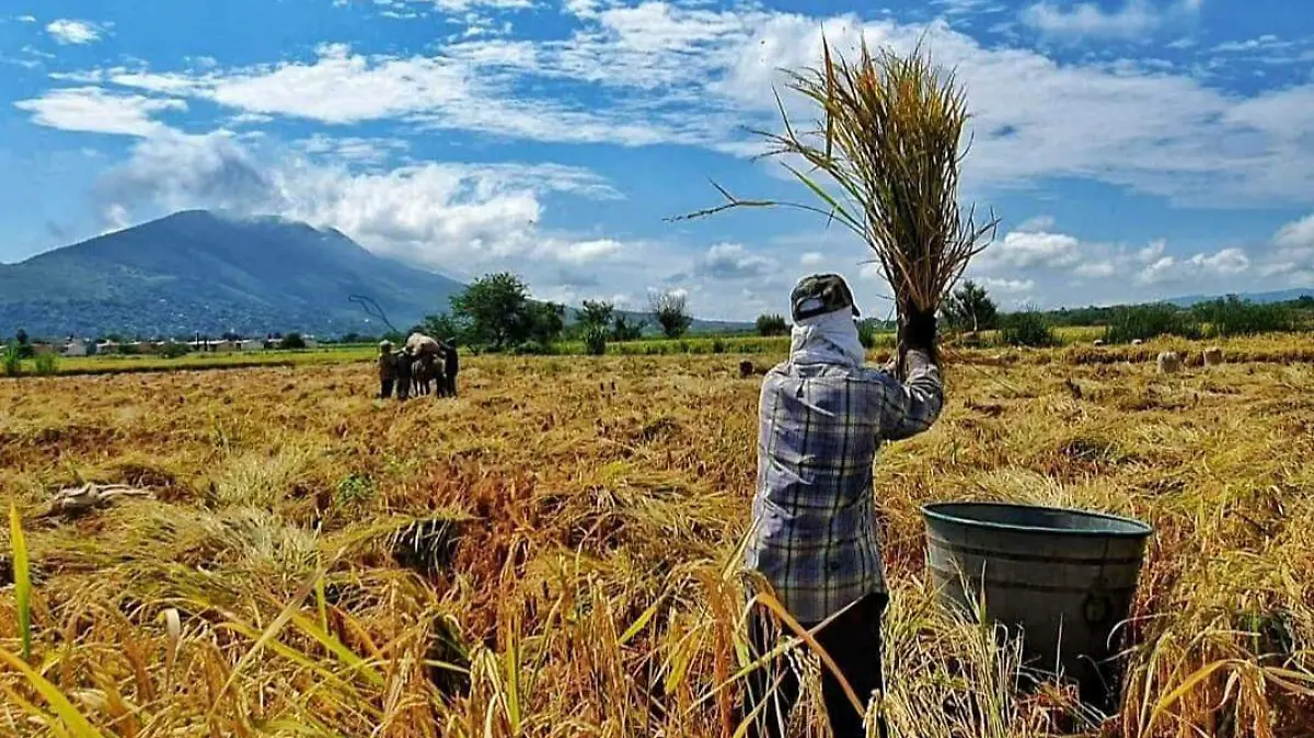 Productores-arroz-morelos