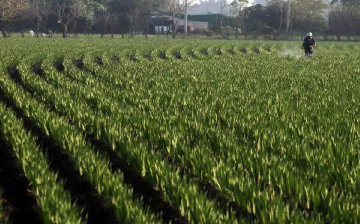 Las pasadas administraciones entregaron fertilizantes a productores que permanecían en la lista pero estaban muertosCUARTOSCURO