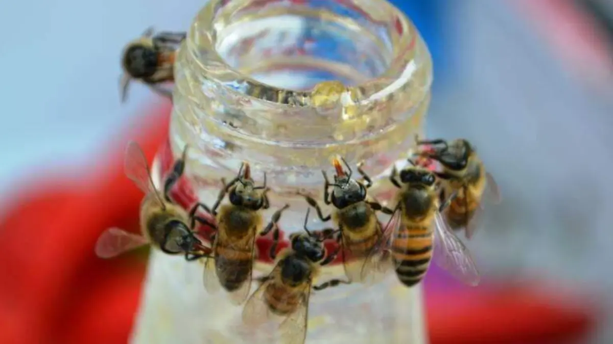 abejas-archivo-oem