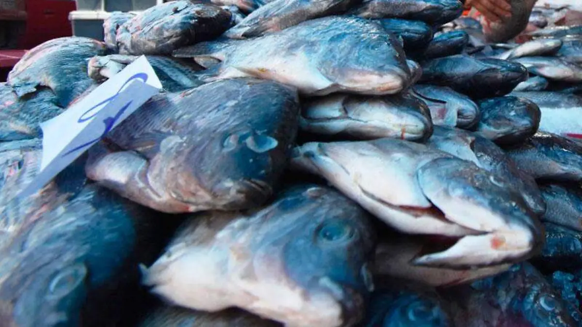venta-pescado