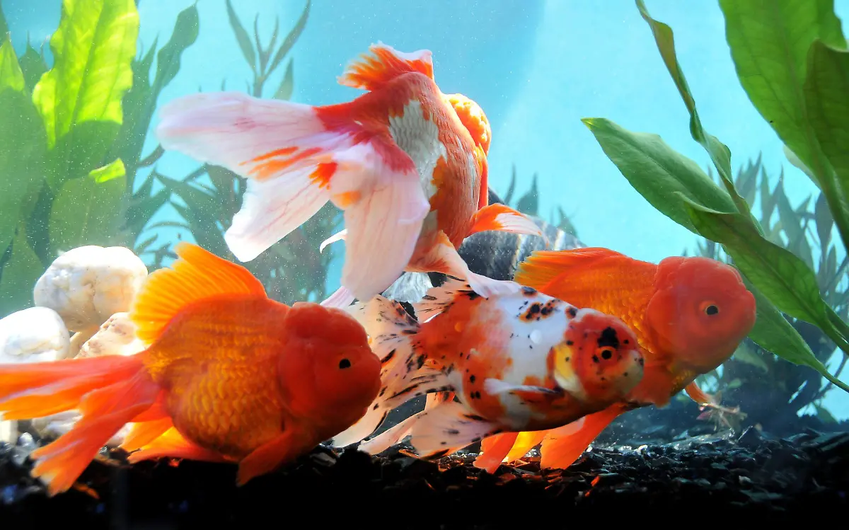 Ayala es considerada como una de las demarcaciones más importantes en la producción de peces de ornatoARCHIVO