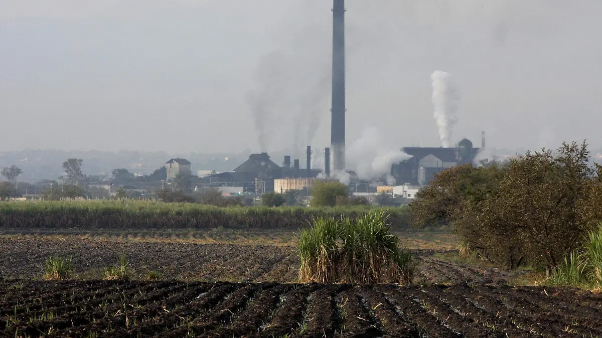 Sube el precio de la caña