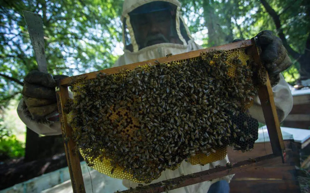 Di769a_Nacional_de_las_Abejas-Apiario_Xochimilco-7