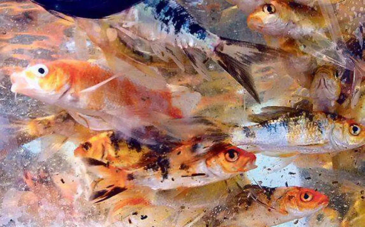 La Sedagro busca que durante el resto de 2019 se obtenga la certificación de las granjas que comercializarán peces al exterior del paísARCHIVO
