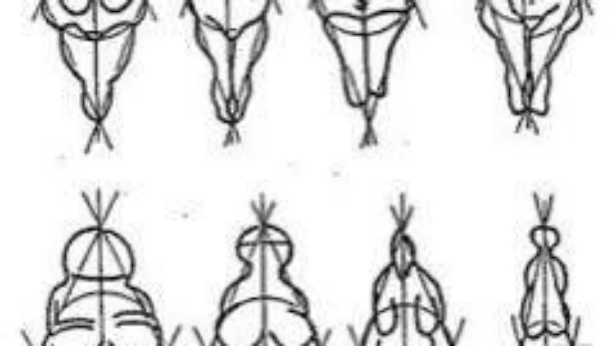 Figura 2. Estudio de las proporciones de las denominadas Venus (tomada de McCoid y McDermott 1996).