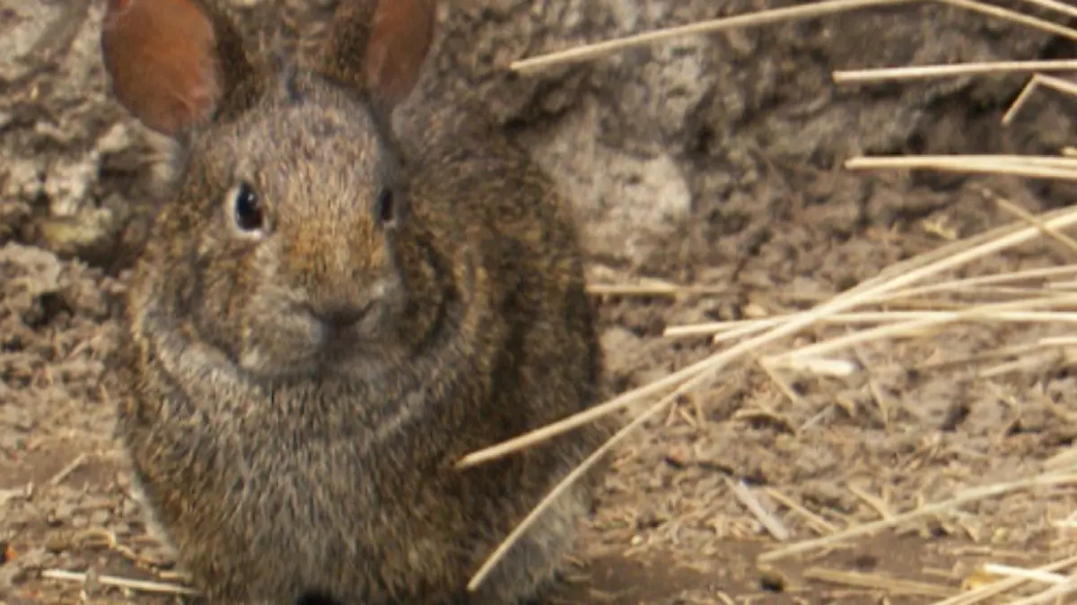 Incendios hacen peligrar al teporingo
