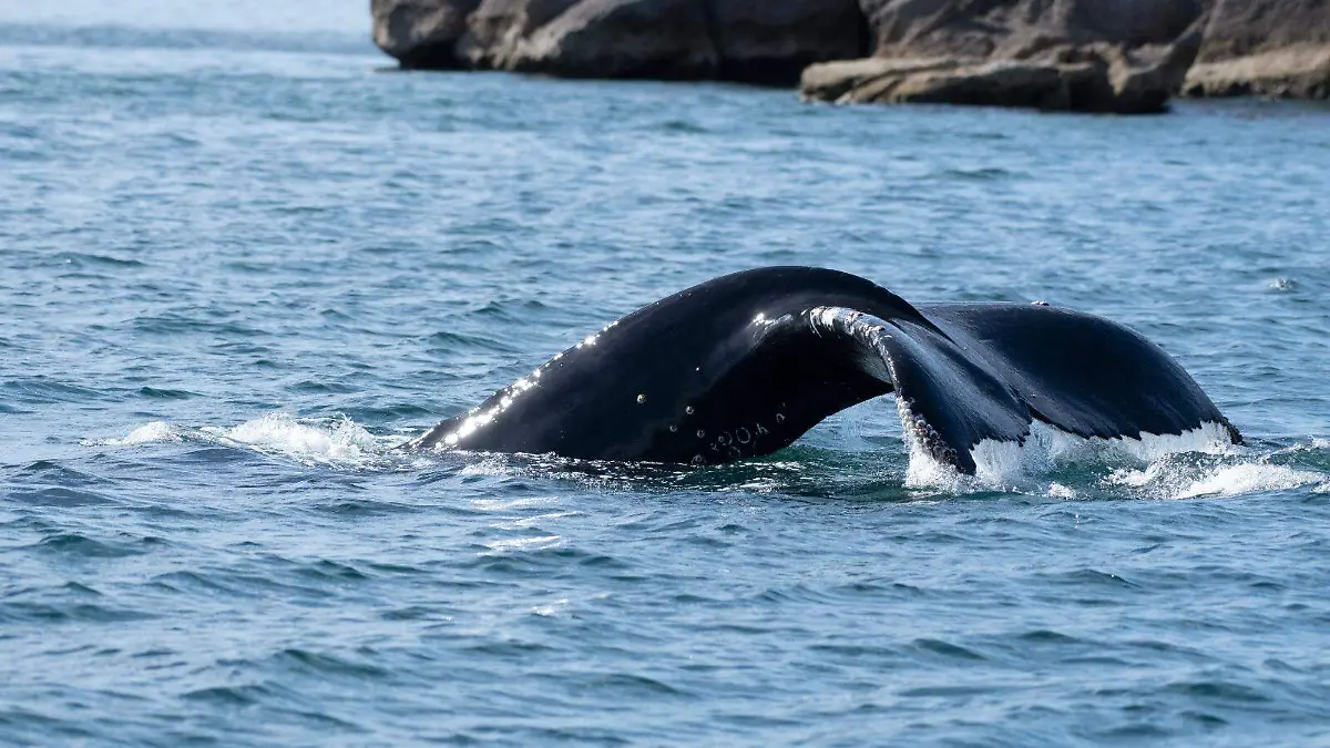 Ballenas-Gigantes-Mares-Karime-3