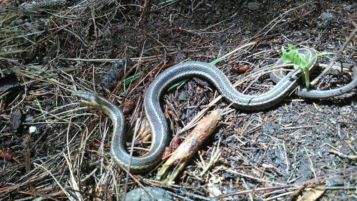 Incendios hacen peligrar al teporingo