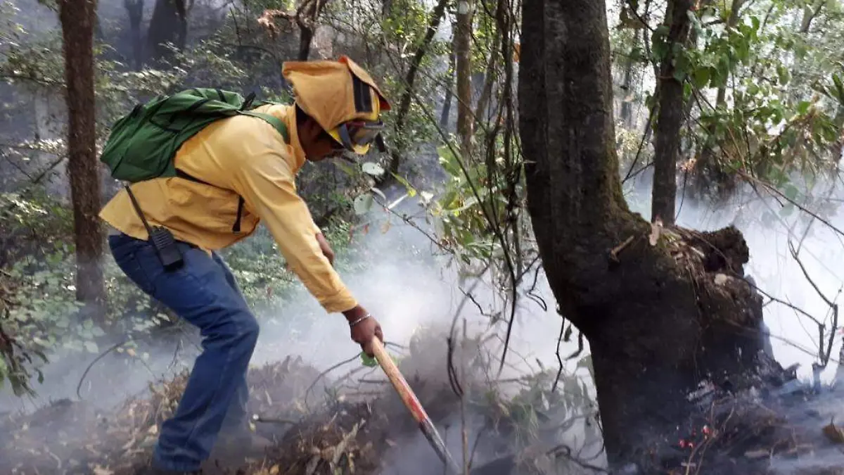 Incendios hacen peligrar al teporingo