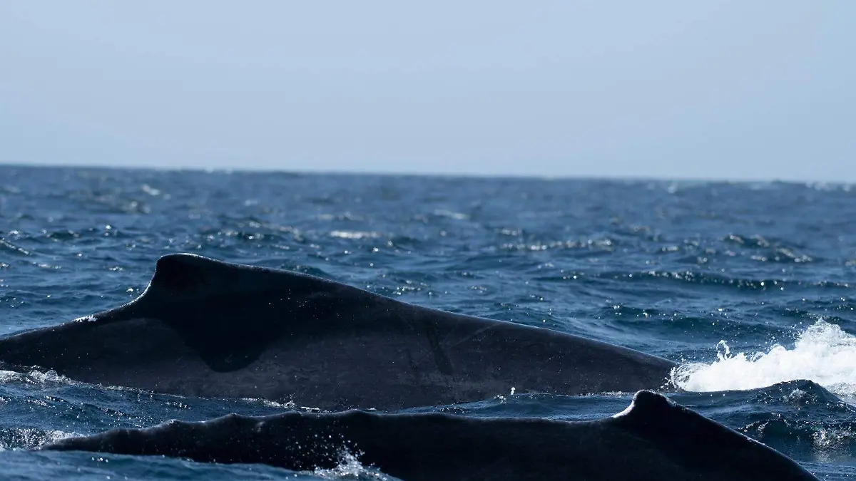Ballenas-Gigantes-Mares-Karime-2