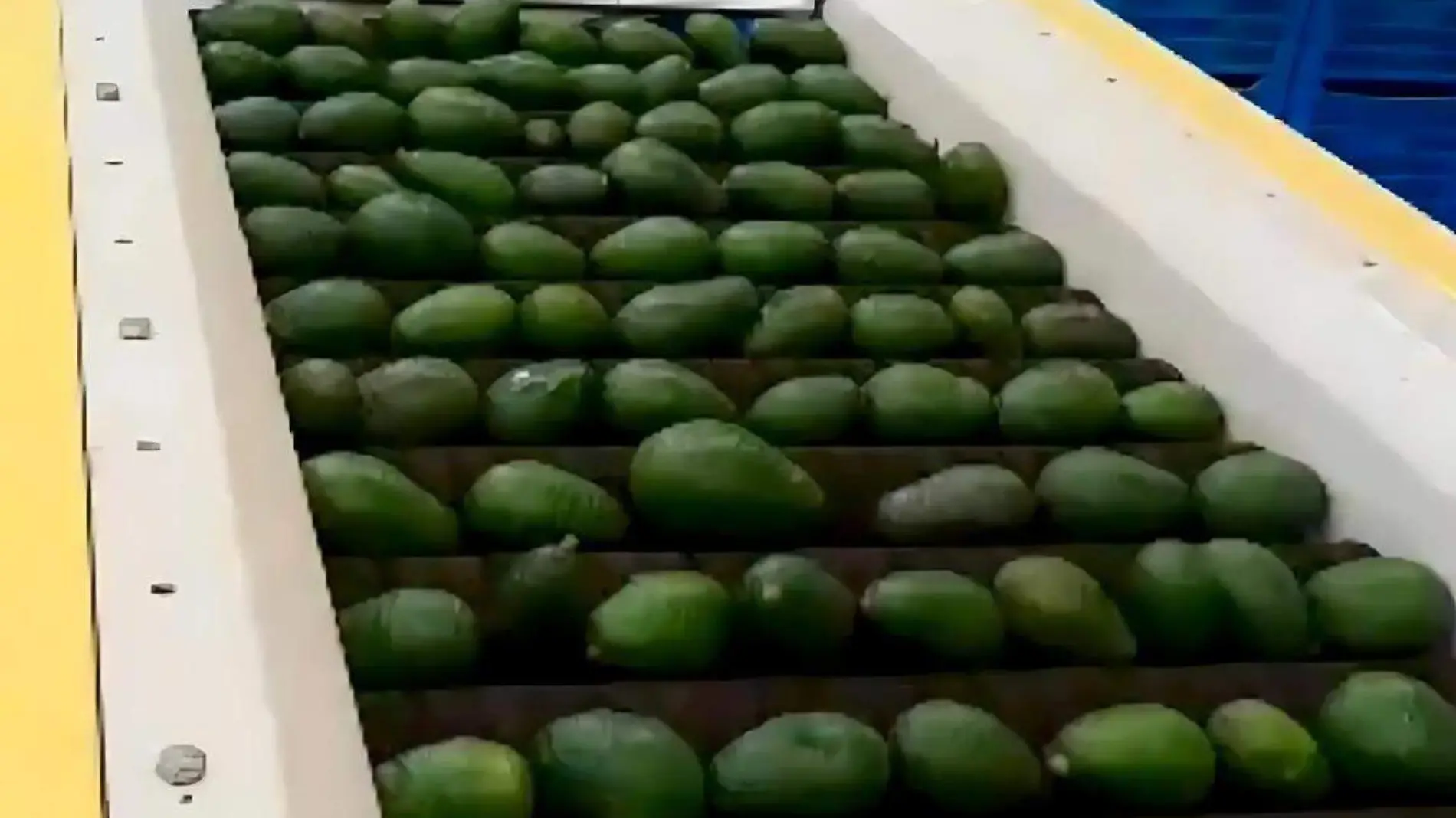 aguacate-buenavista-cuernavaca