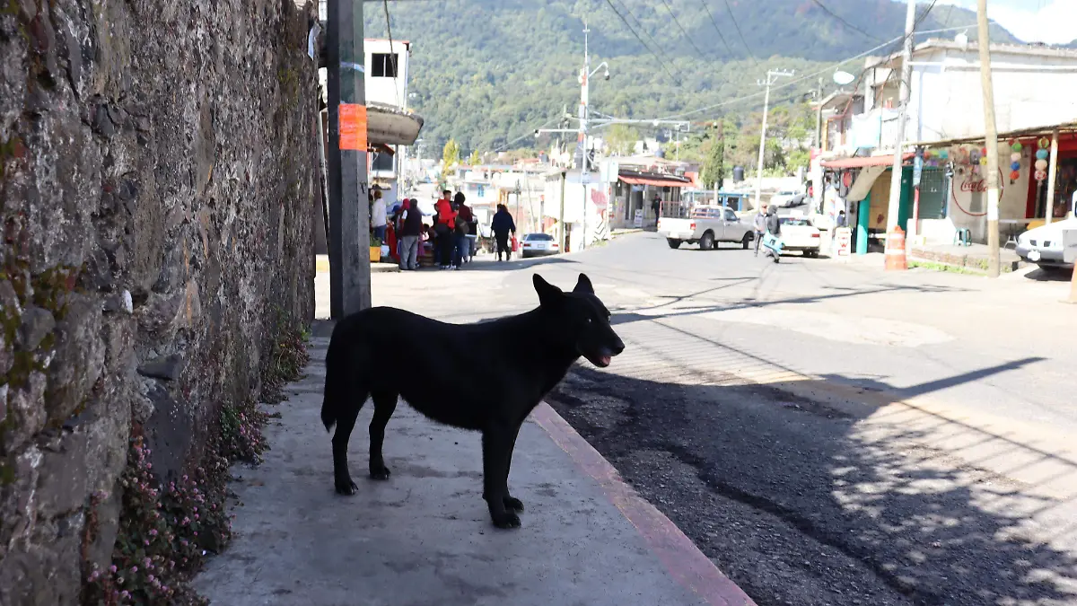 esterilizacion-perros1-luis-flores