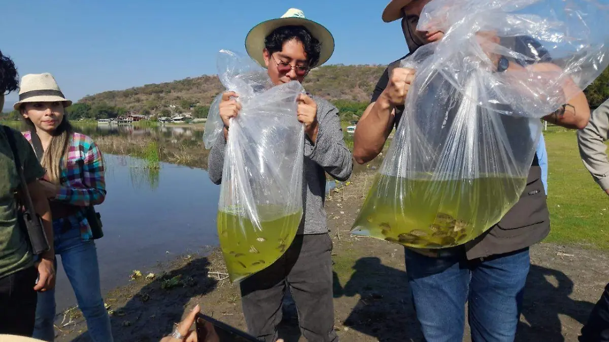 mojarra-laguna-de-coatetelco