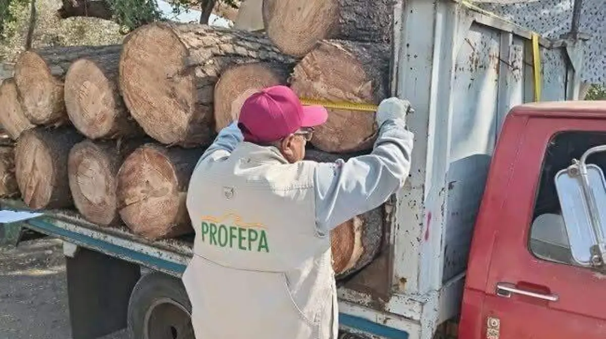 profepa-trozas-de-arbol