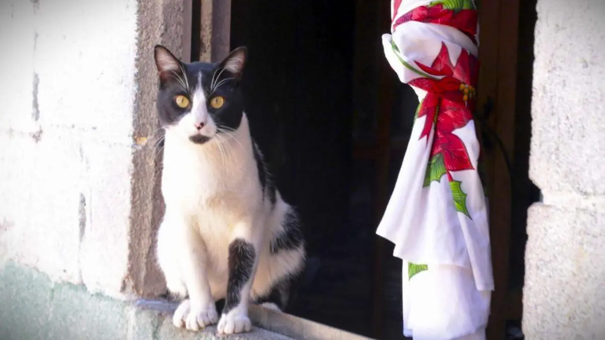 582929_Gato Cuernavaca_web