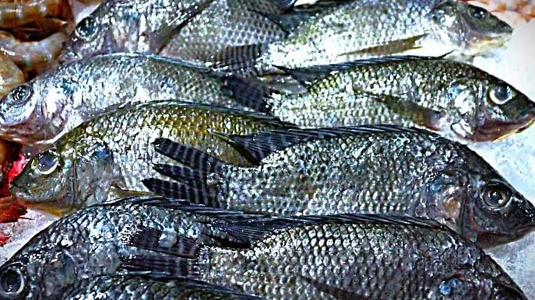 WhatsApp Image 2025-03-02 at 1.02.52 PM