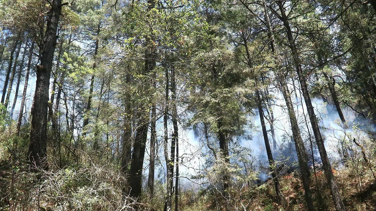 bosque-de-agua-incendio-margarito-perez-cuartoscuro