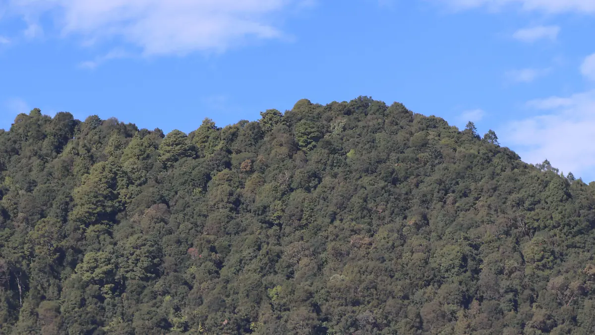 perdido-bosque2-luis-flores