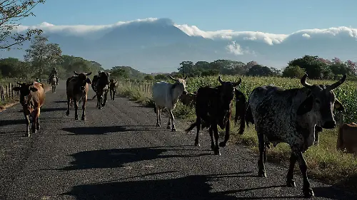 1023463_Ganadería Chiapas_web
