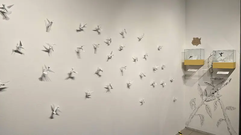 exposición-colibríes-cinco